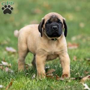 Rusty, English Mastiff Puppy